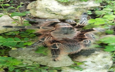 eupalaestrus campestratus Sling tarantula